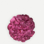 Flor evora FN19-The Nook Store