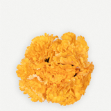 Carnation Flower C25