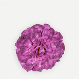 Flor sintra FN10-The Nook Store
