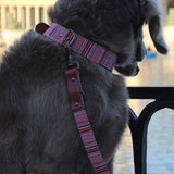 IMG_20220506_132601