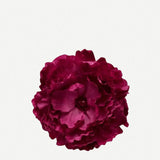 Flor Peonía Mediana 17T-269