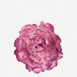 Flor Peonía Mediana 17T-240