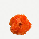 Flor Peonía Pequeña FPP03