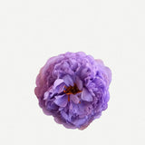Flor Peonía Pequeña FPP05