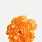 Flor Peonía PM15-The Nook Store