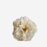 Flor Peonía Pequeña FPP01