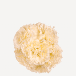 fLOR CLAVEL 01-64T