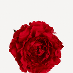 flor 1 editada