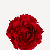 flor 1 editada