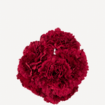 flor clavel 64t freson