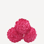 flor evora 17