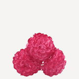 flor evora 17