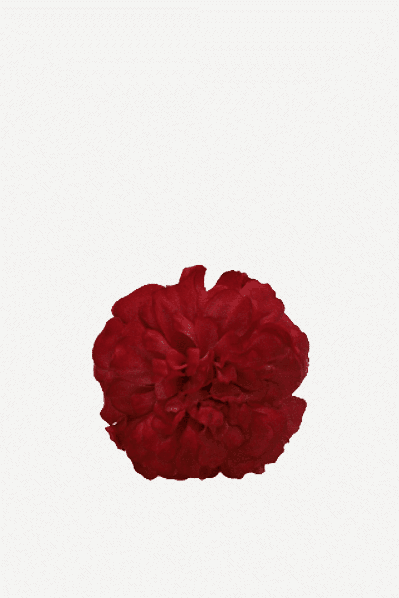 flor evora 18