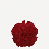 flor evora 18