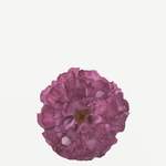 flor evora 4