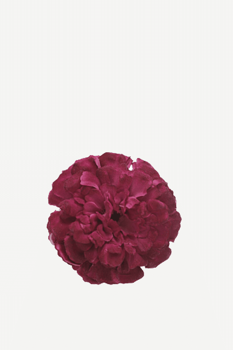 flor evora 5