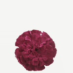 flor evora 5