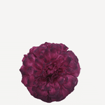 flor evora 6