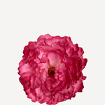 flor peonia mediana 17T-63