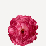 flor peonia mediana 17T-63