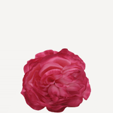 flor sintra f12