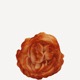 flor sintra f13
