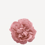 flor sintra f23