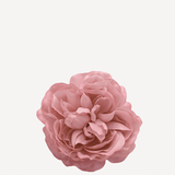 flor sintra f23