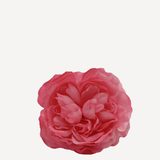 flor sintra f26
