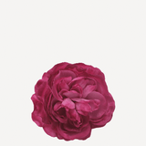 flor sintra f29