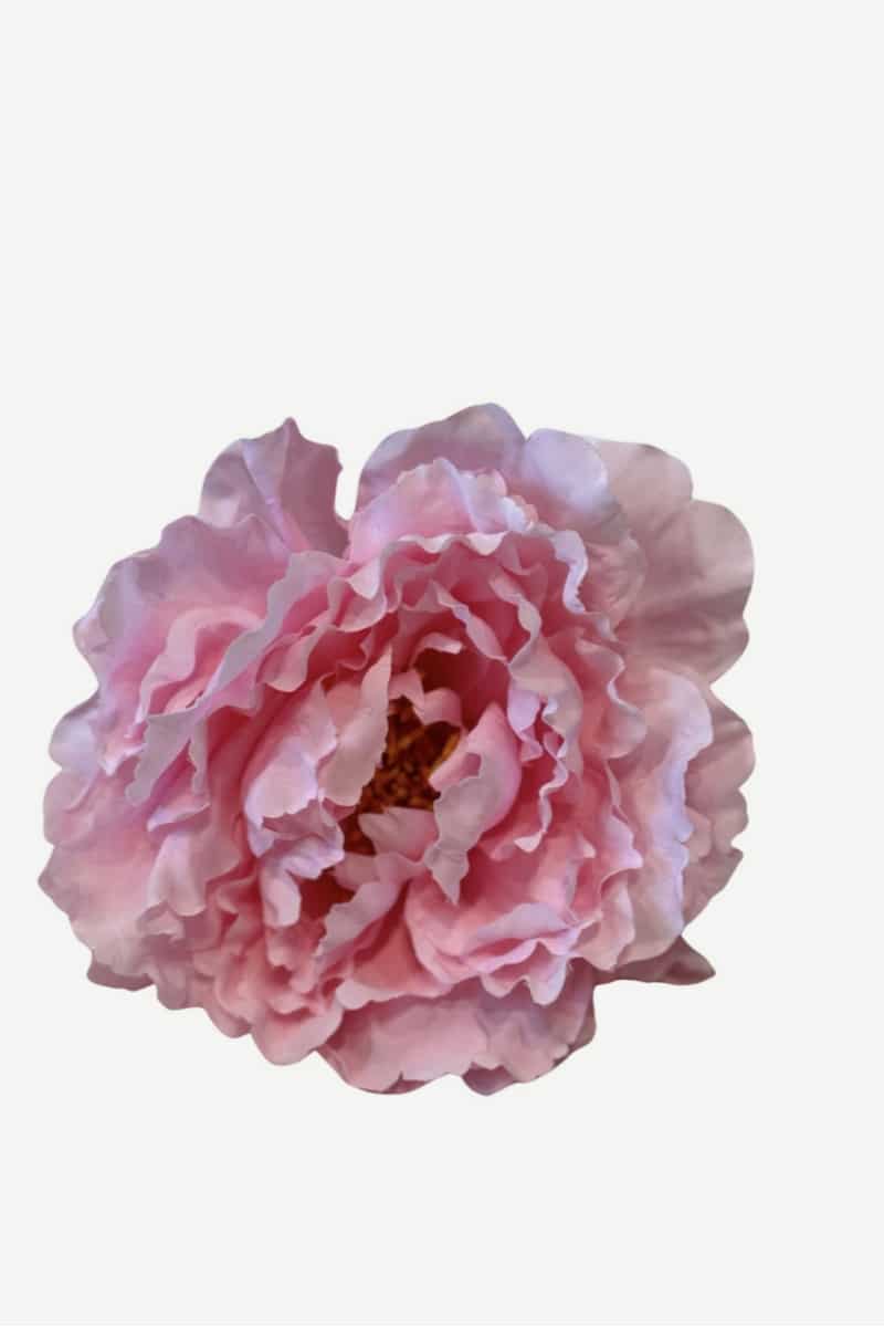 peonia p31 (2)