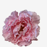 peonia p31 (2)