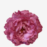 peonia p33