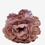 peonia p34