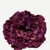peonia p36