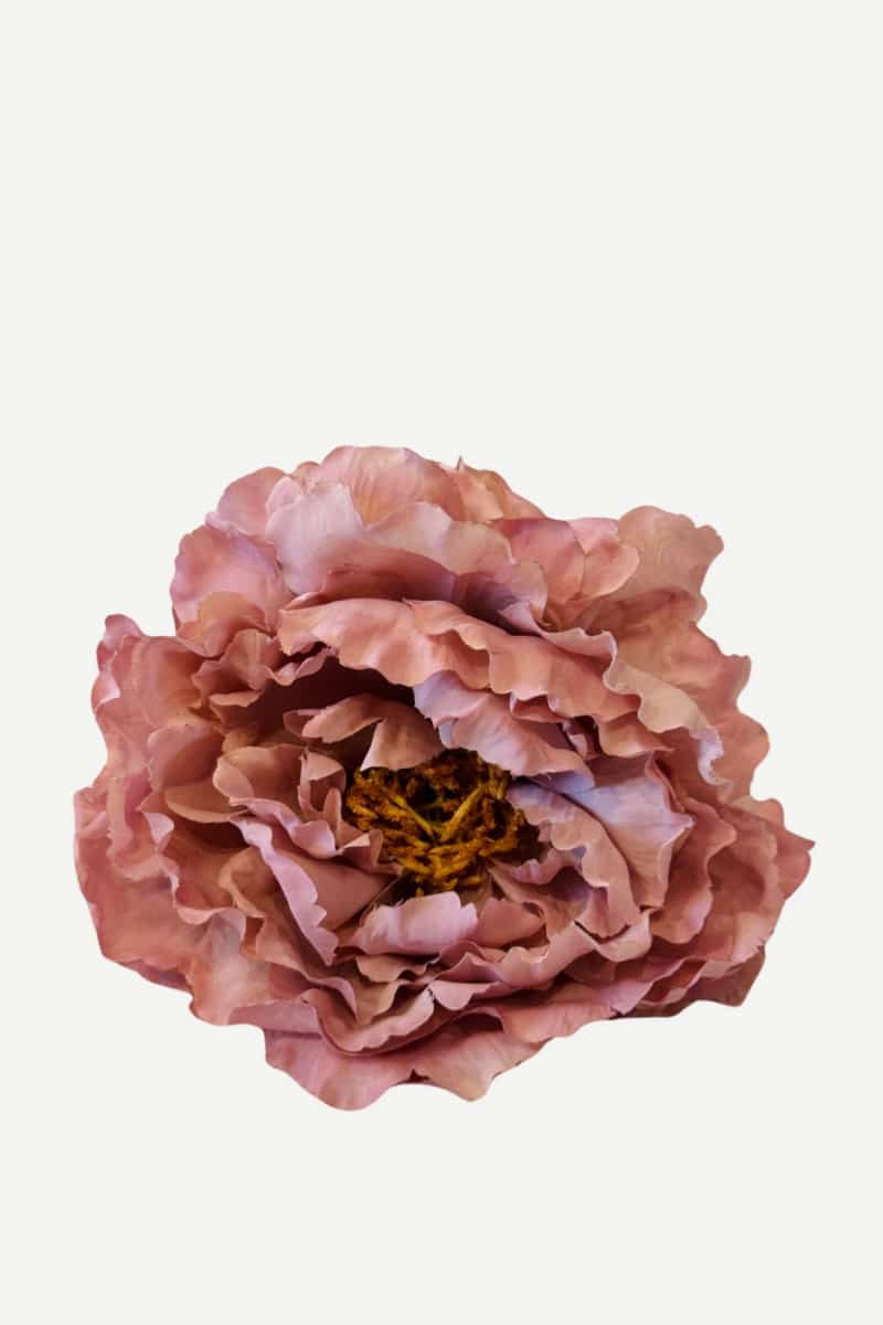 peonia p39