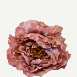 peonia p39