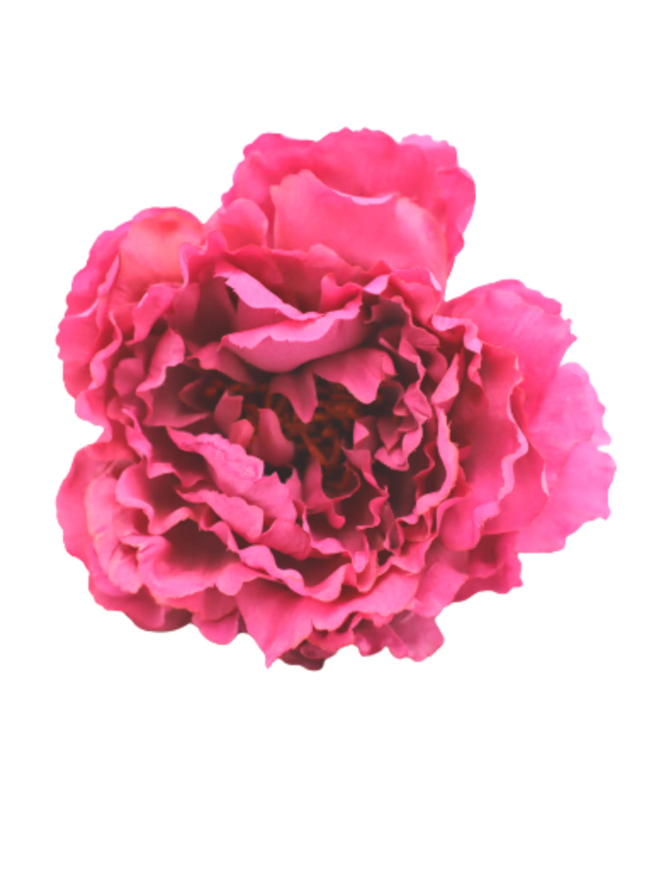 Peonia Rosa Buganvilla | Flores rosas | THE NOOK STORE