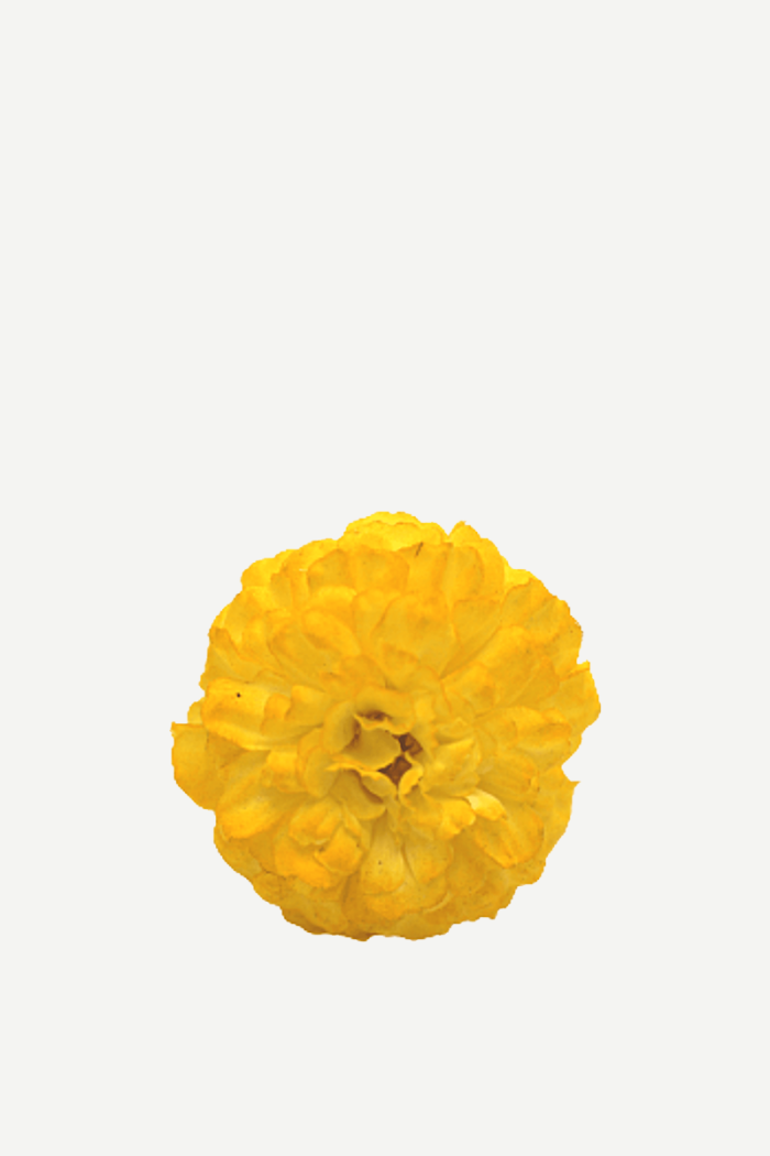 Flor evora FN12