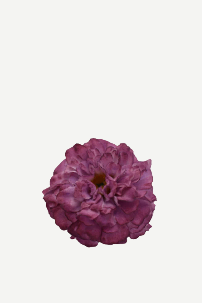 Flor evora FN45