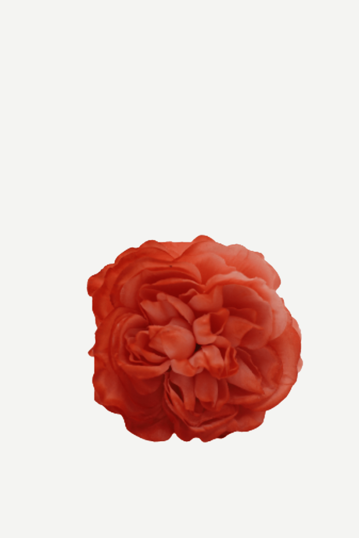 Flor sintra F18