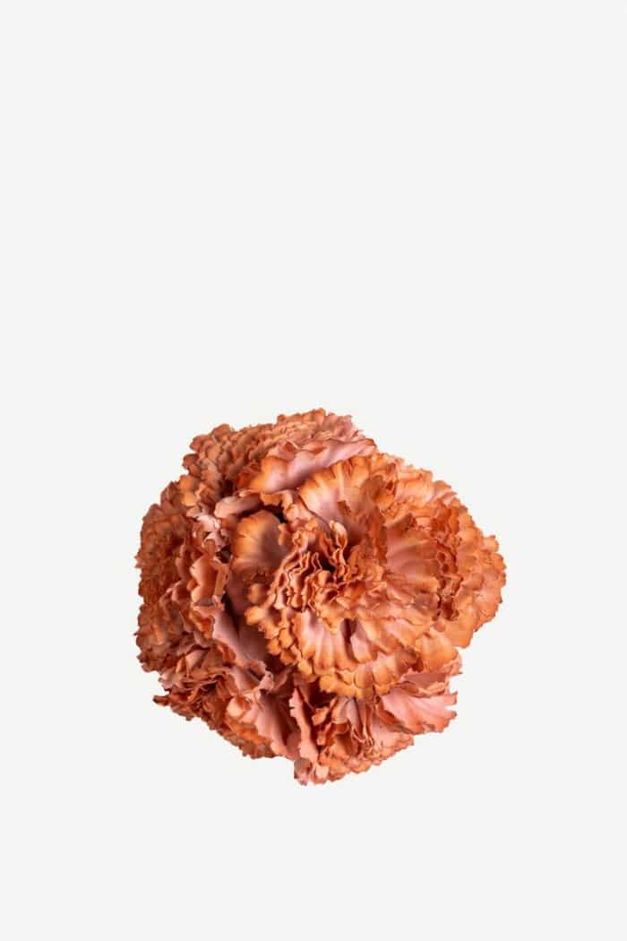 Flor Clavel C25