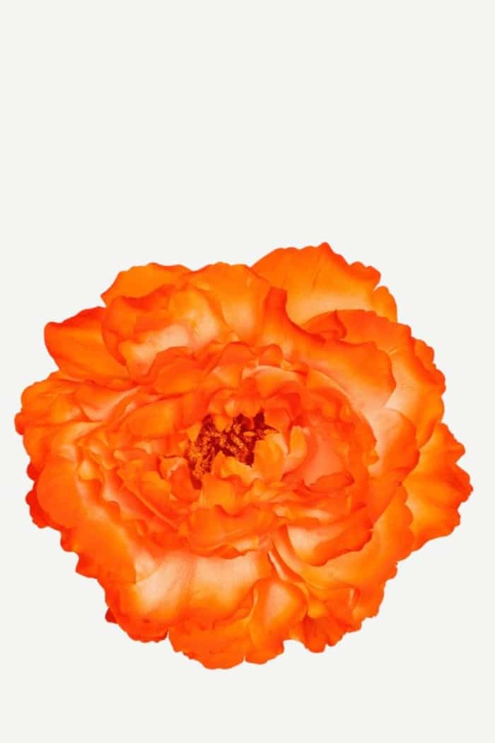 Flor Peonía Grande 10T-81